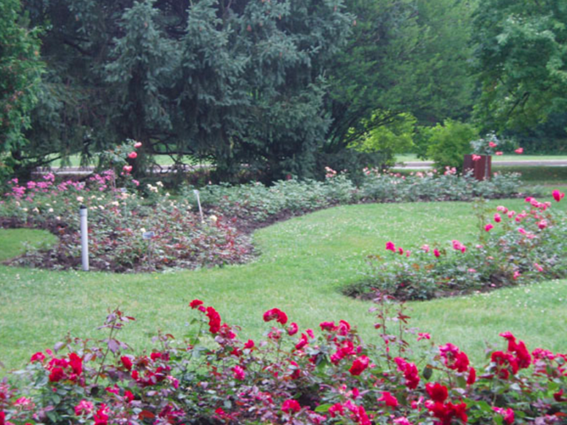 mjsaucier-paysagiste-jardin-quebecois-jardin-botanique-roseraie
