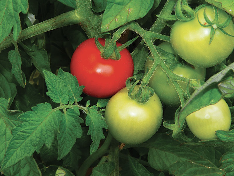 mjsaucier-paysagiste-fertilisation-tomates