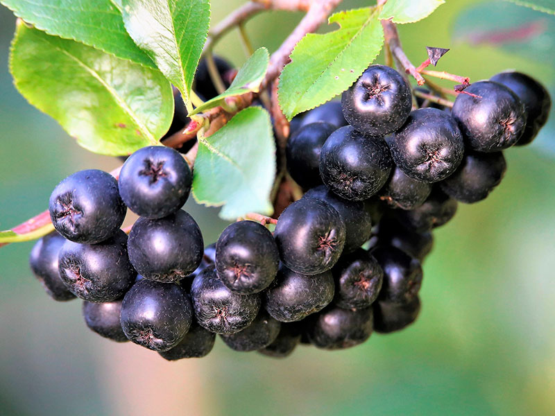 mjsaucier-paysagiste-plantes-meconnues-aronia-aronia-berries-5442465_1920
