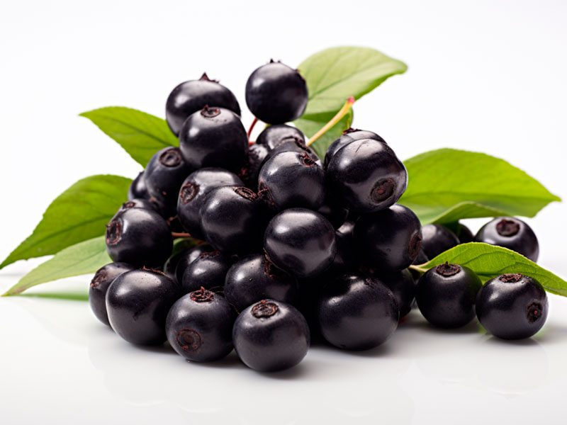 mjsaucier-paysagiste-plantes-meconnues-aronia-revin_A_bunch_of_aronia_photographed_in_the_studio_used_as_a_pr_9ea55c52-bea4-4b4f-947f-92ed46cde414